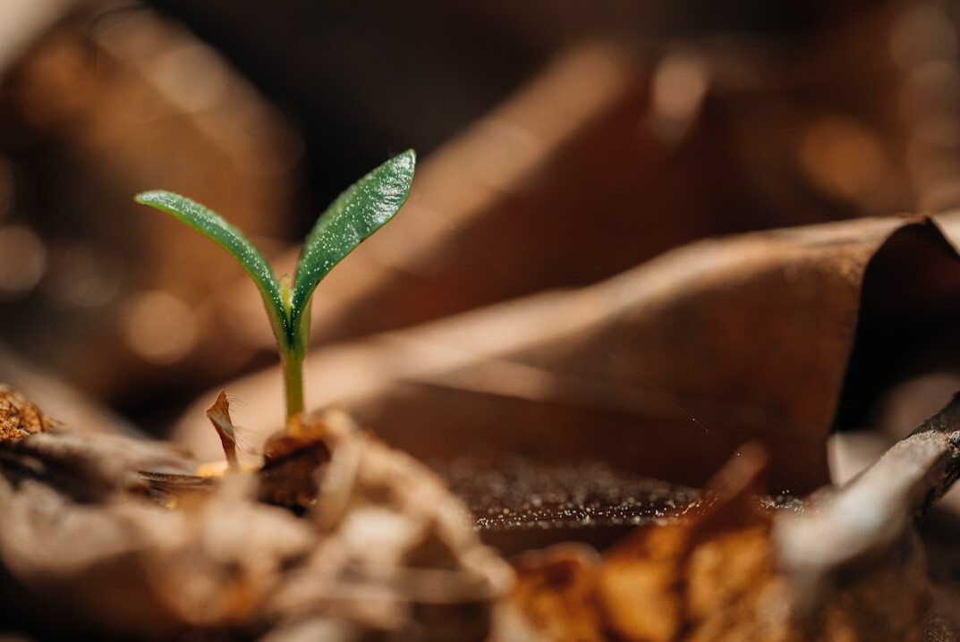 sustainable business growth